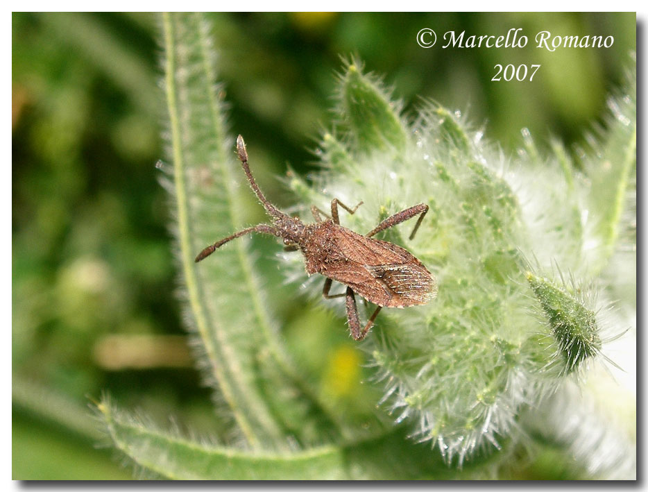 Album di eterotteri fotografati in Sicilia nel 2007